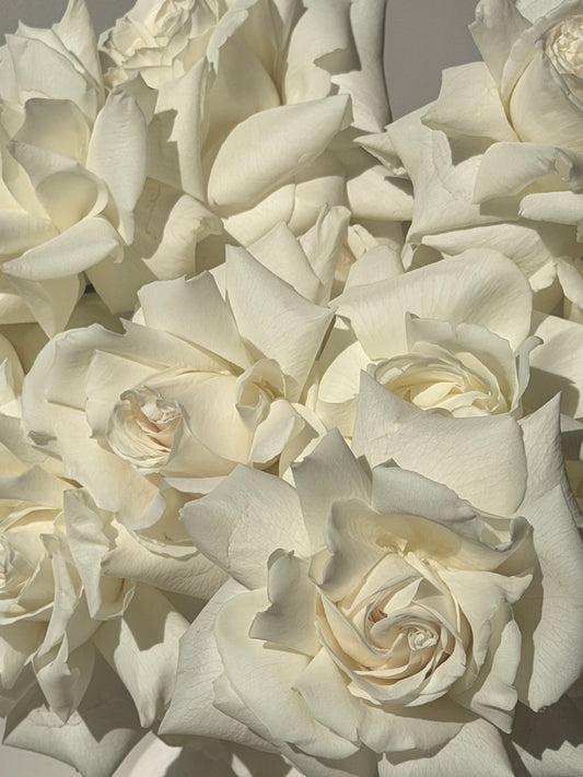 Rose en Masse | Blanc