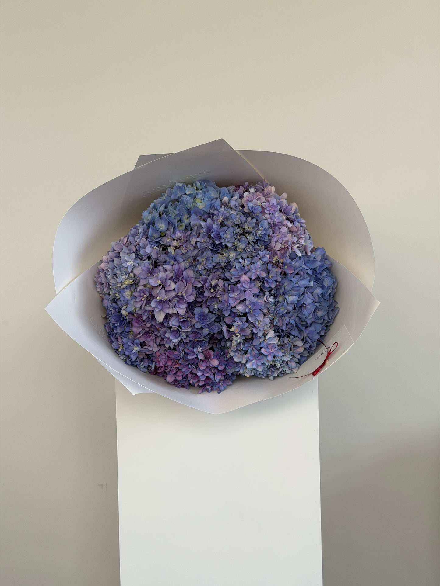 Hydrangea en Masse | Dusk